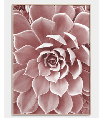 Forskøn hjemmet med den flotte blomsterplakat af en pink succulent