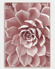 Forskøn hjemmet med den flotte blomsterplakat af en pink succulent