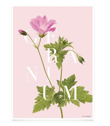 Geranium - Martin Moore plakat