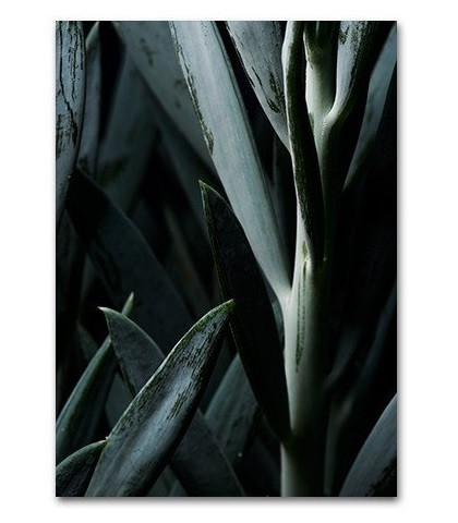 Smukt billede af succulent plante. Flot plakat med plante.