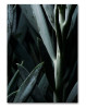 Smukt billede af succulent plante. Flot plakat med plante.