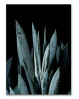 Flot portræt af succulent plante. Køb dine Martin Moore plakater her.